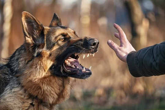 How To Recognize Aggressive Dog Behavior Before A Bite In Duluth, GA