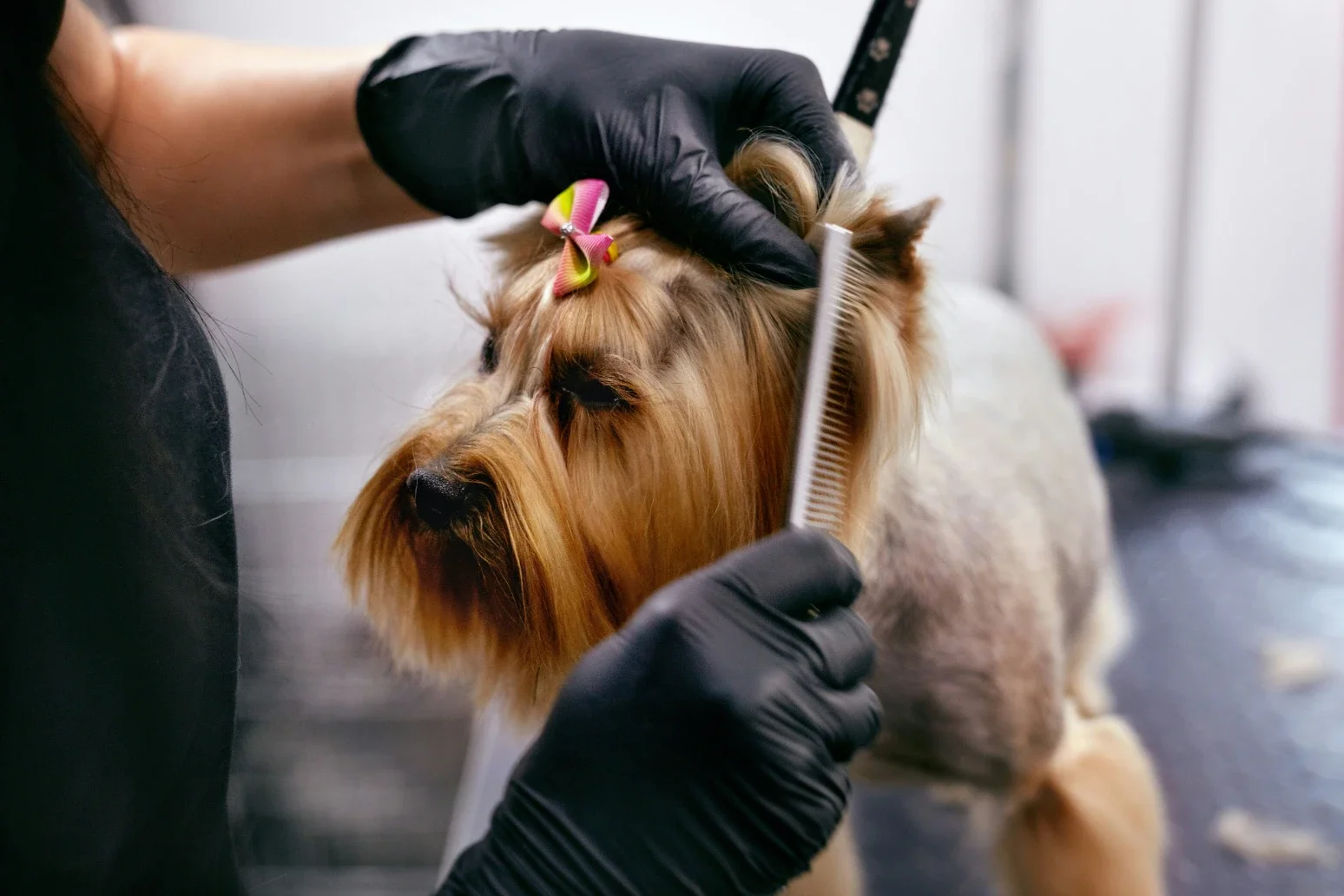 Best Dog Grooming Spray of 2026: What Are Professional Groomers Using?