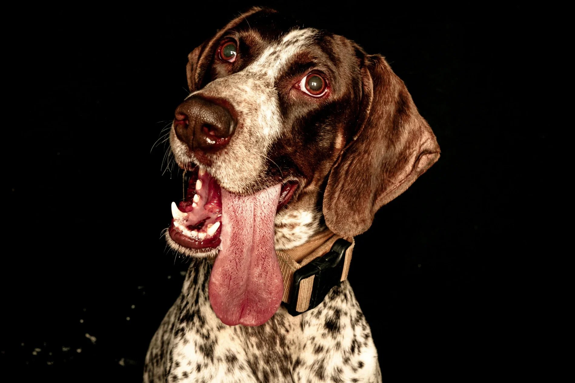 From Zoomies to Staring: Understanding Strange Dog Behaviors