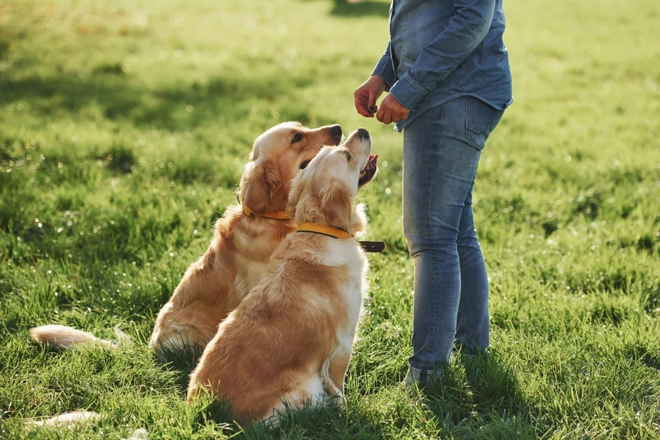 Top 7 Puppy Training Services in Charlotte, NC