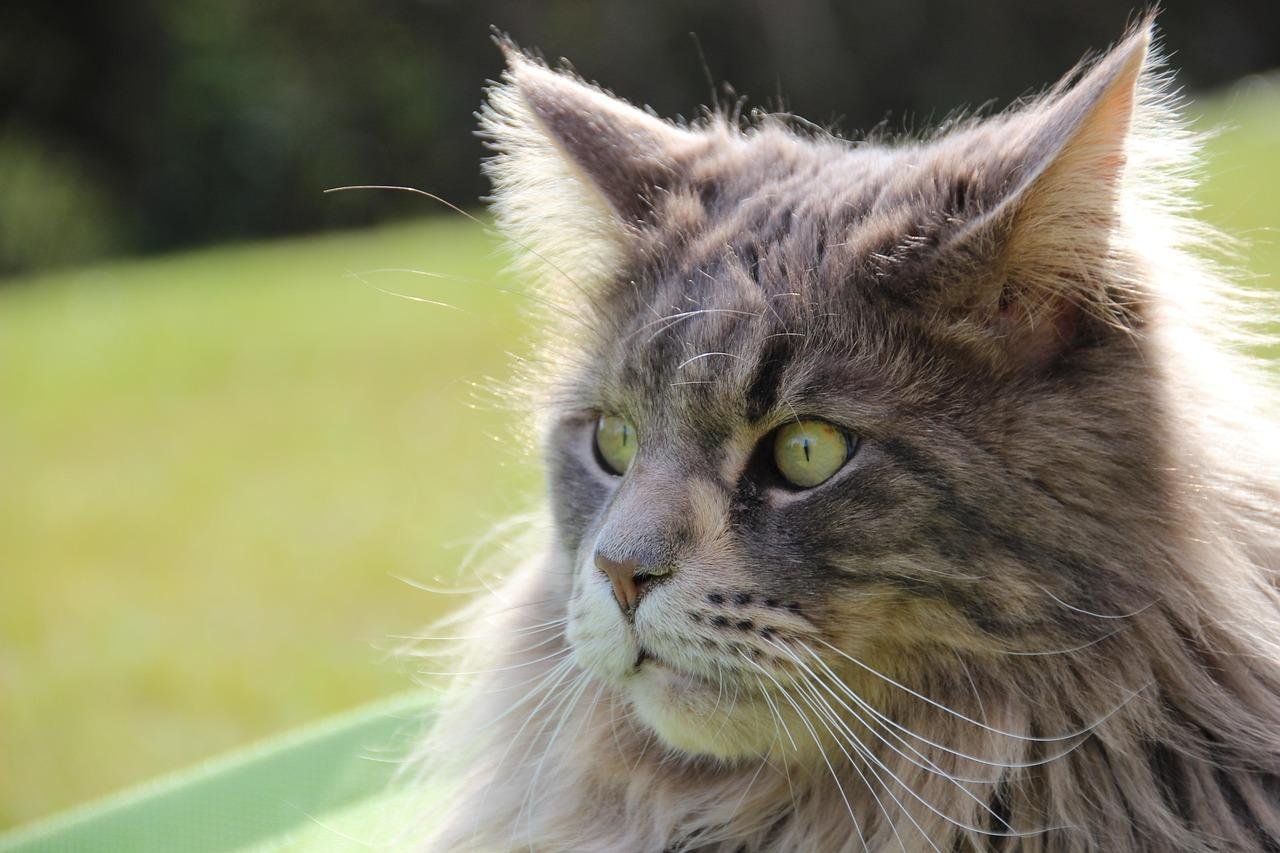 First-Time Maine Coon Parent? Here's What Nobody Tells You