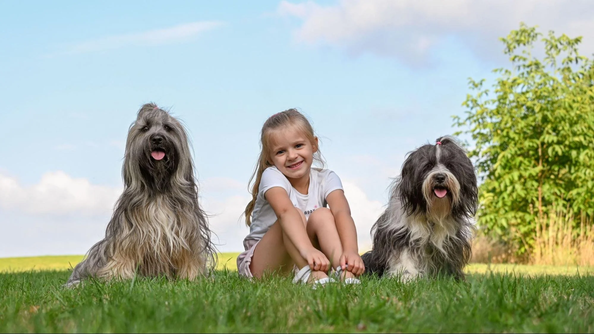 Are 'Hypoallergenic' Dogs Real? Low-Shedding Breeds Explained