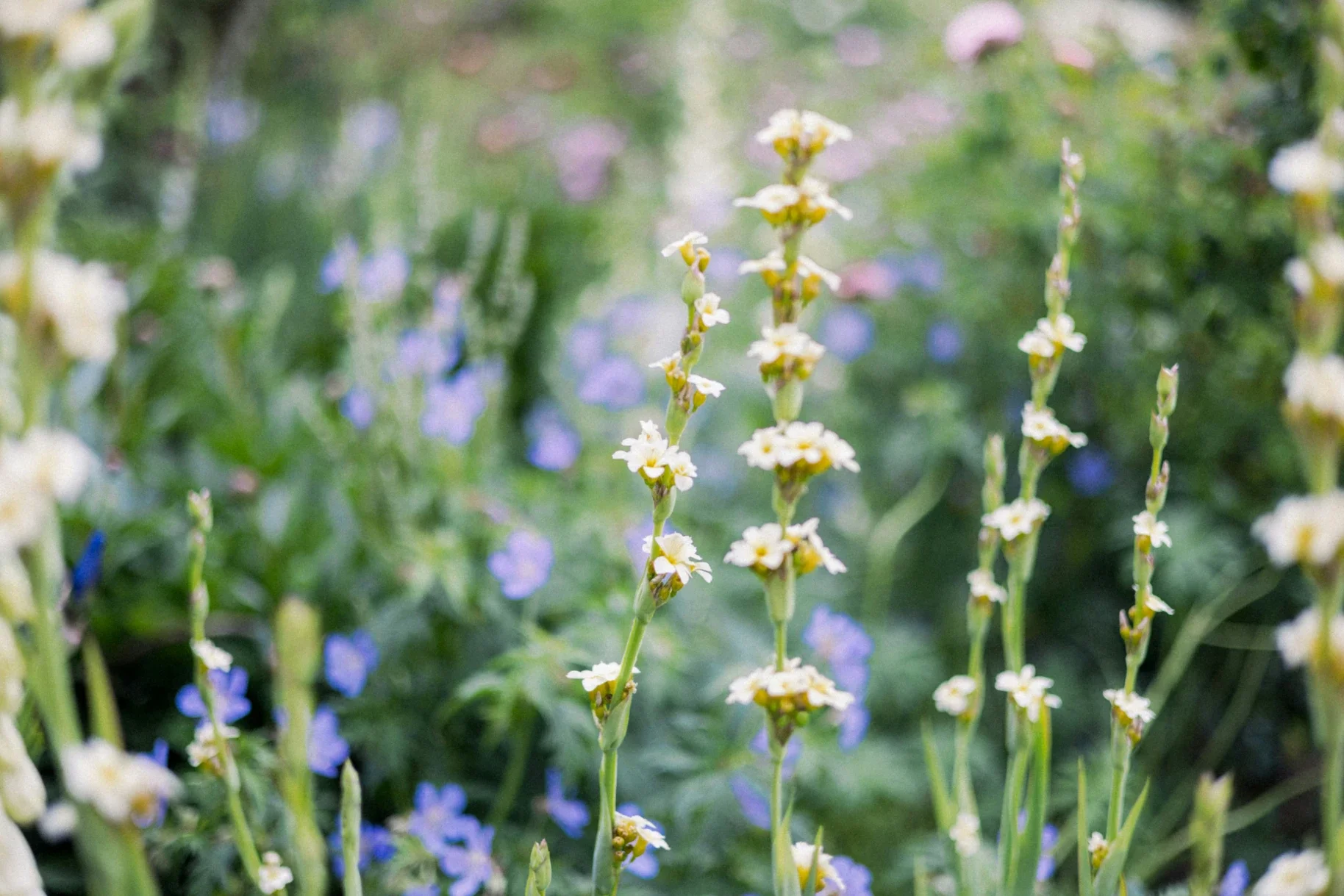 Why Mullein Flowers Are Harvested Daily and a Few at a Time