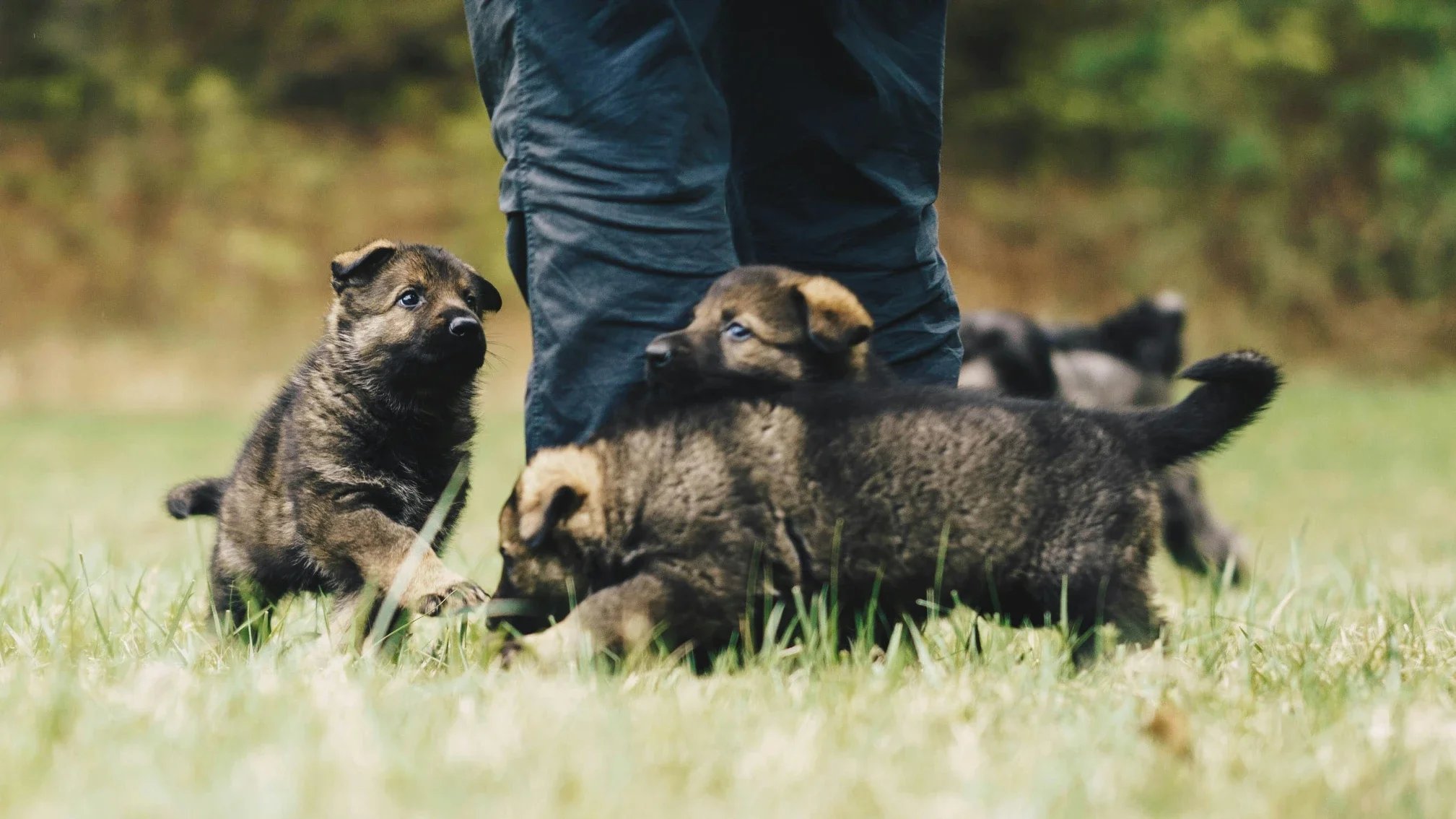 How To Train Puppies In Lexington To Avoid Biting As They Grow