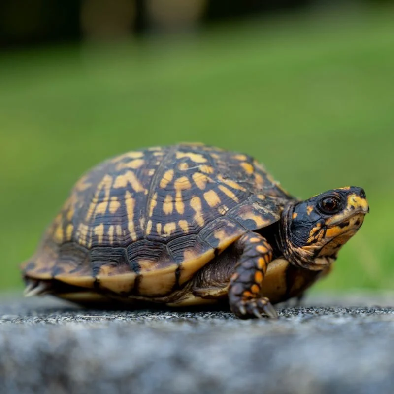 What Do Box Turtles Eat in the Wild and at Home