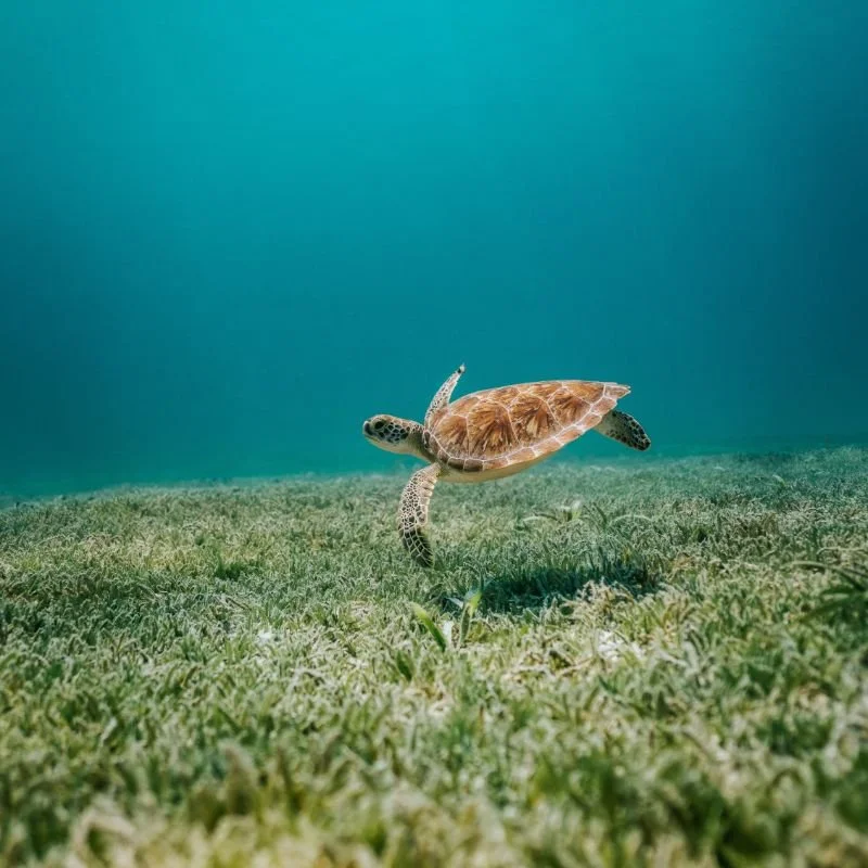 Are Turtles Amphibians? Facts You Should Know