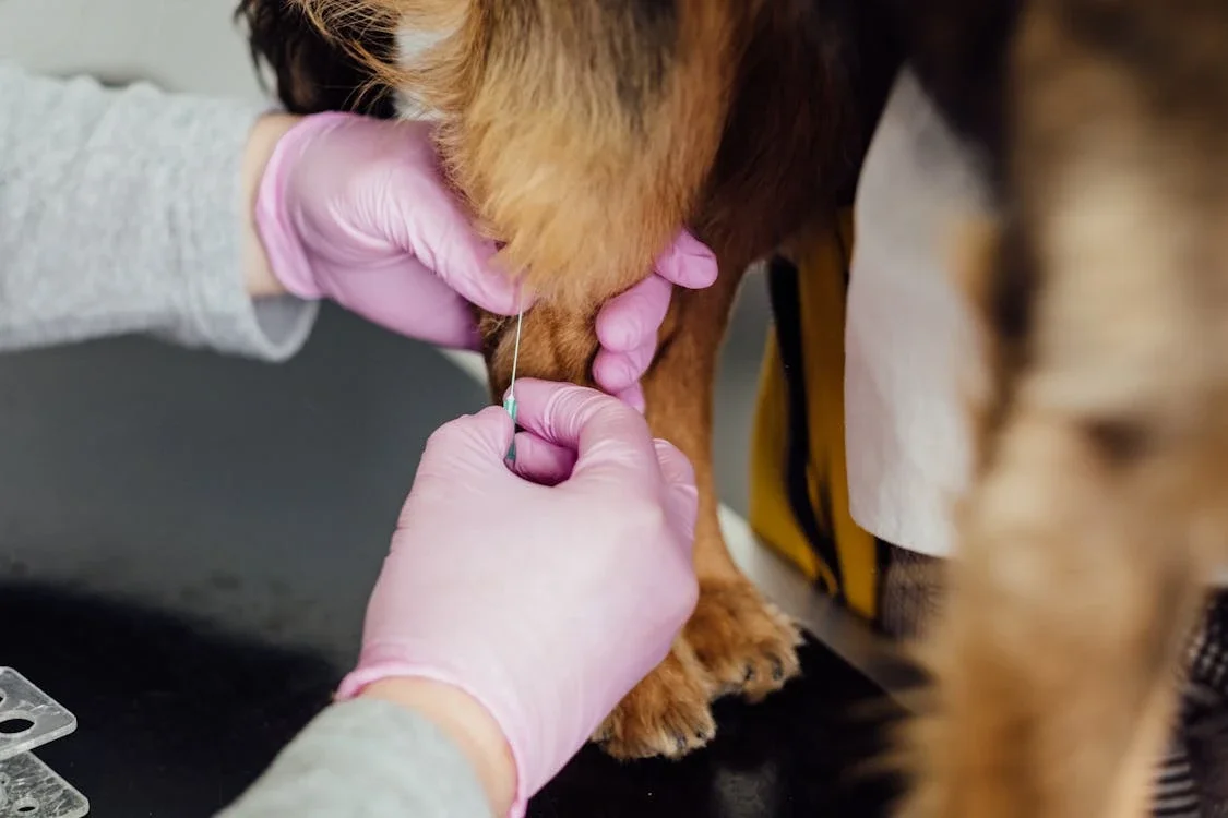 When Does My Dog Need Booster Shots? Understanding the Vaccination Schedule