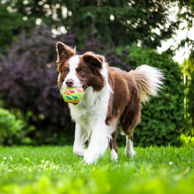 Why Does My Dog Lick the Couch? Causes and Easy Fixes