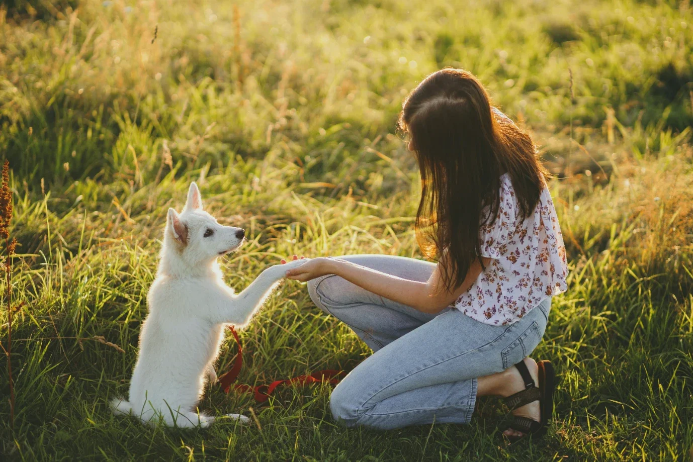 The Importance of Consistency in Dog Training: Building a Better Bond
