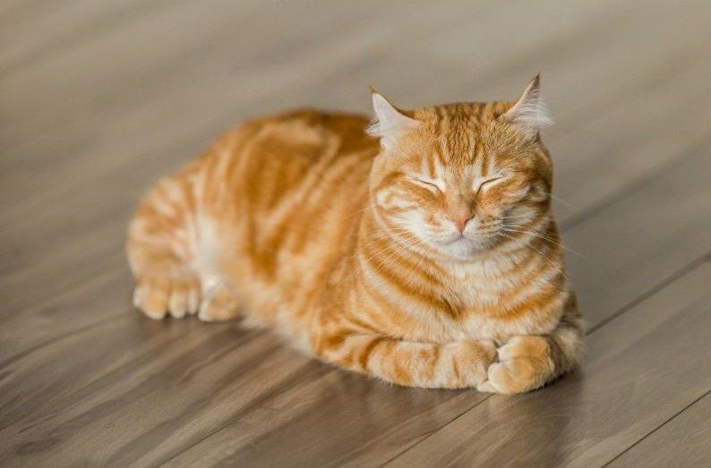 Why Your Cat Meows at You Every Morning