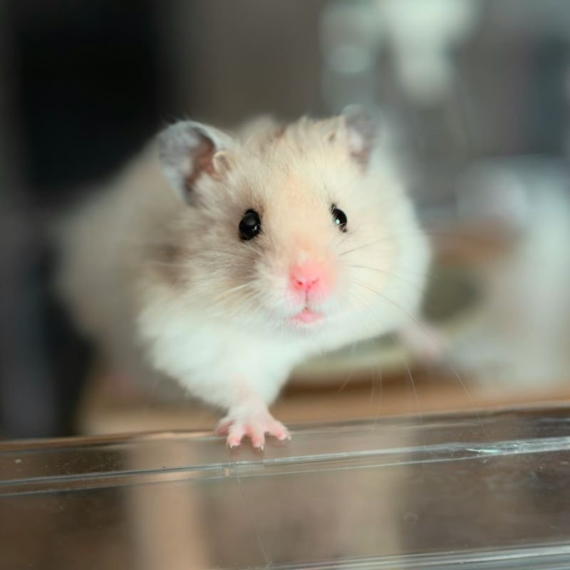 How Much Is a Hamster? Price Guide for New Owners