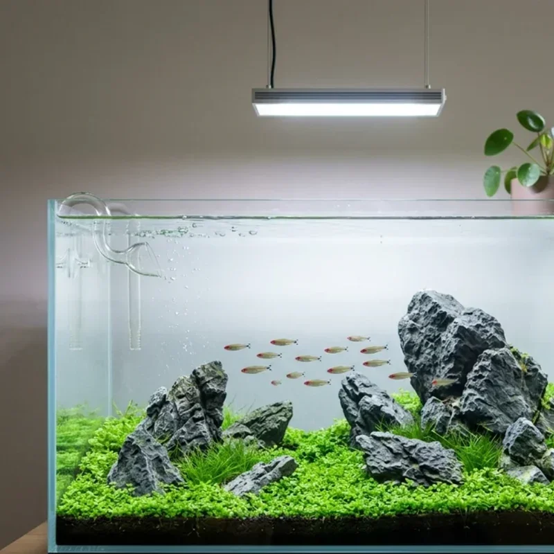 40 Gallon Fish Tank Ideas