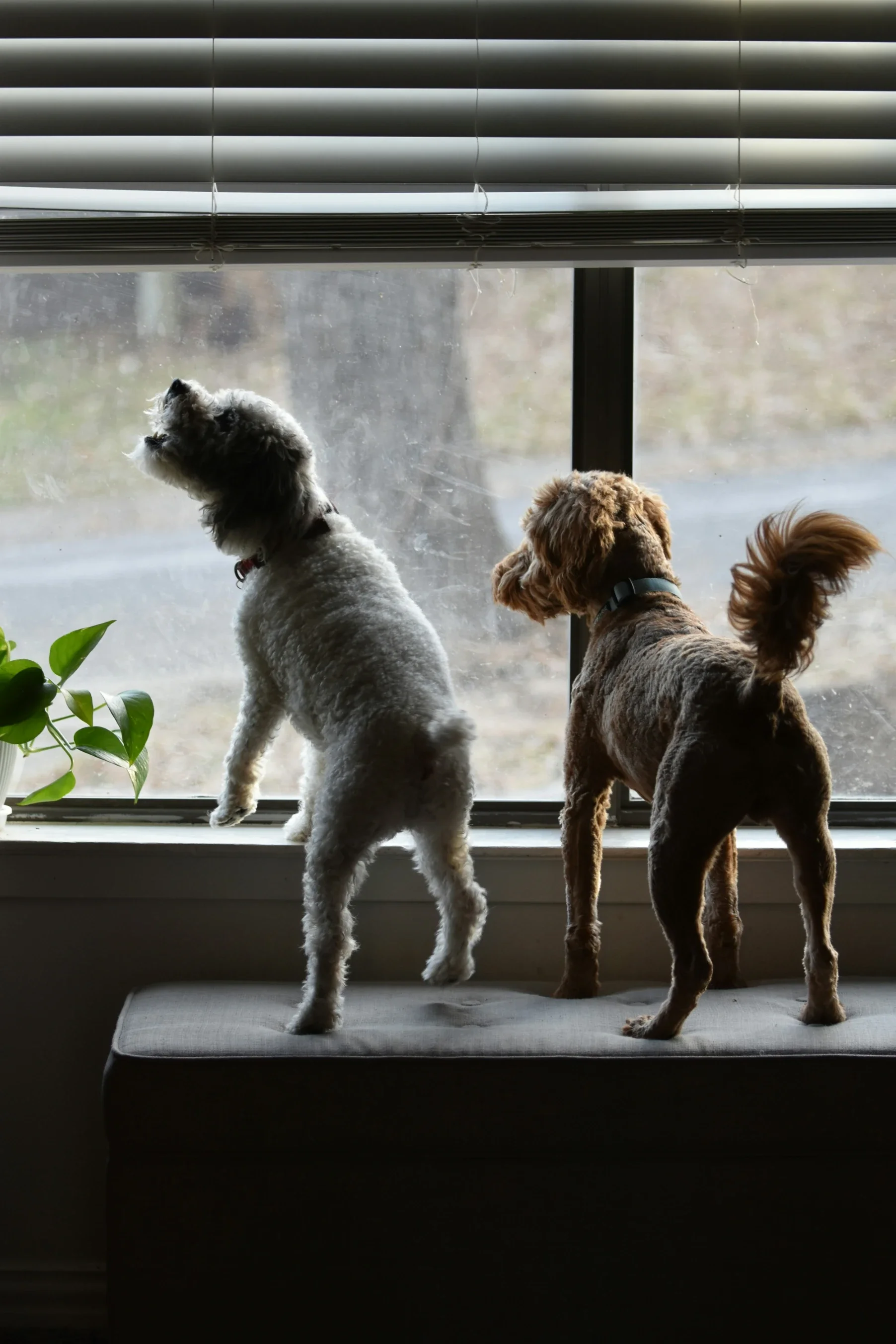 How Dog Boarding Can Actually Benefit Your Pet