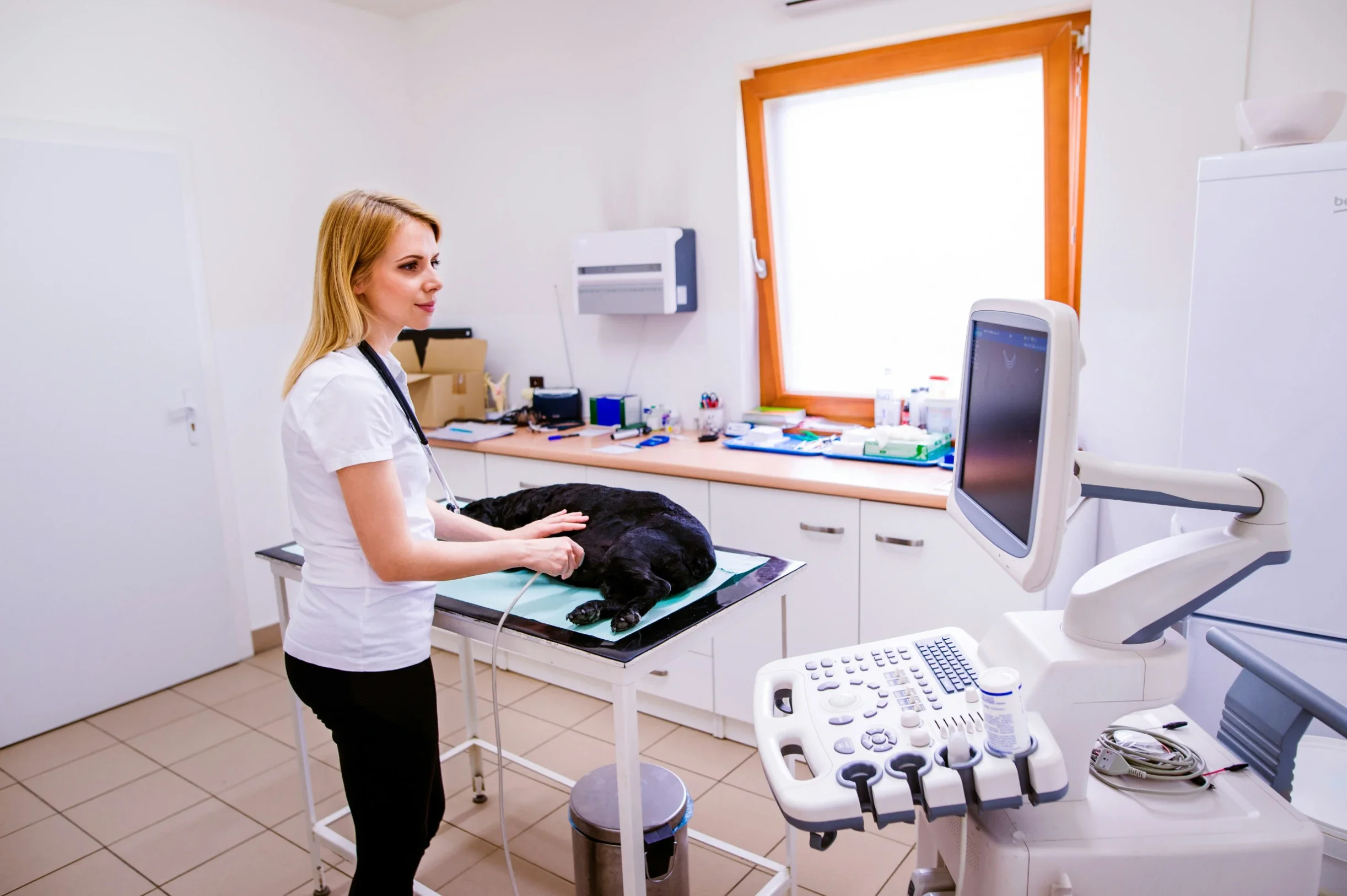 Advanced Diagnostics and Surgery at the Leading Veterinary Clinic Los Angeles