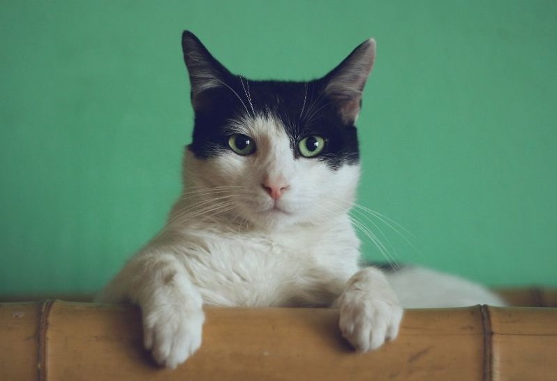 Why Is My Cat So Clumsy? Common Causes