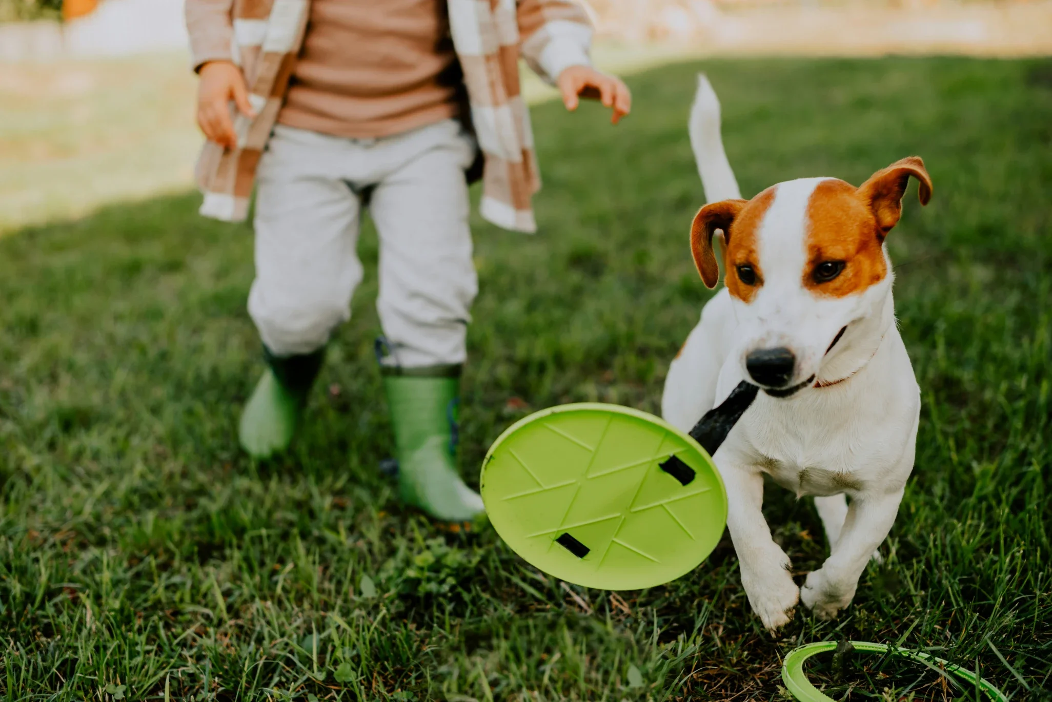 How to Choose Safe Pet Toys for Puppies and Kittens