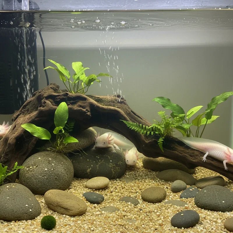 Axolotl Tank Ideas