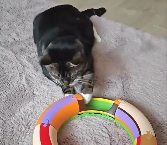 Crafting Custom, Safe Enrichment Toys for Your Furry Friend