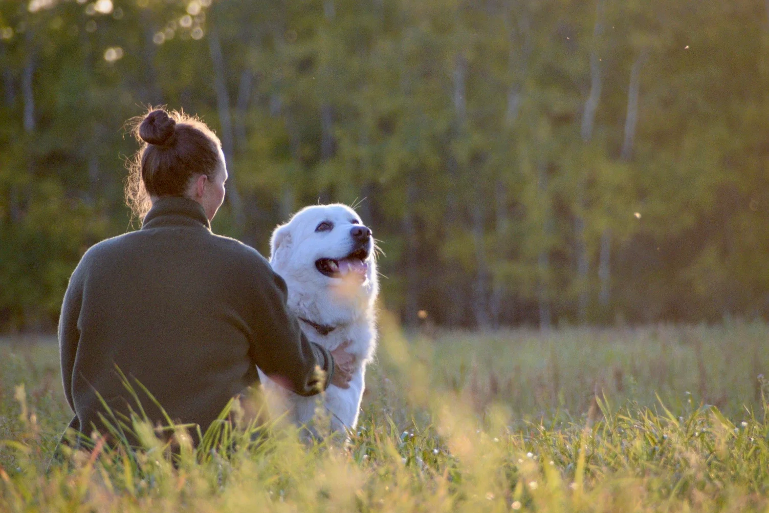 How Bella Vista Pet Owners Can Reduce Pest Risks Around Yards and Pet Spaces