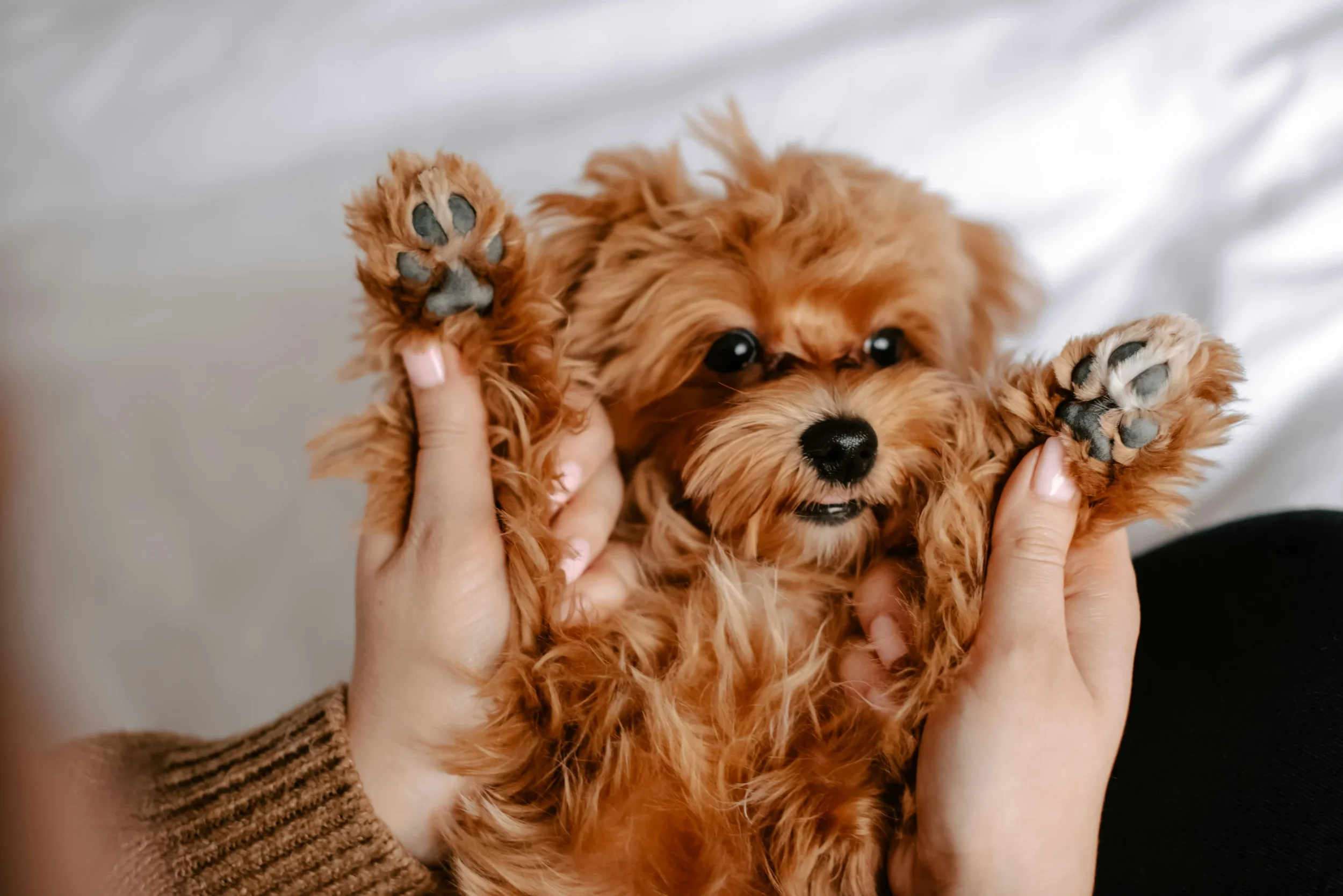Dog Nail Trimming &amp; Grinding: Healthy Paws, Better Traction, Less Stress