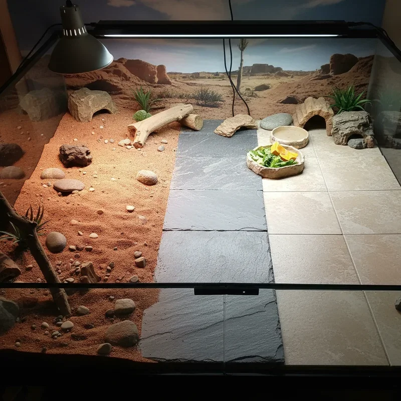 Bearded Dragon Enclosure Ideas