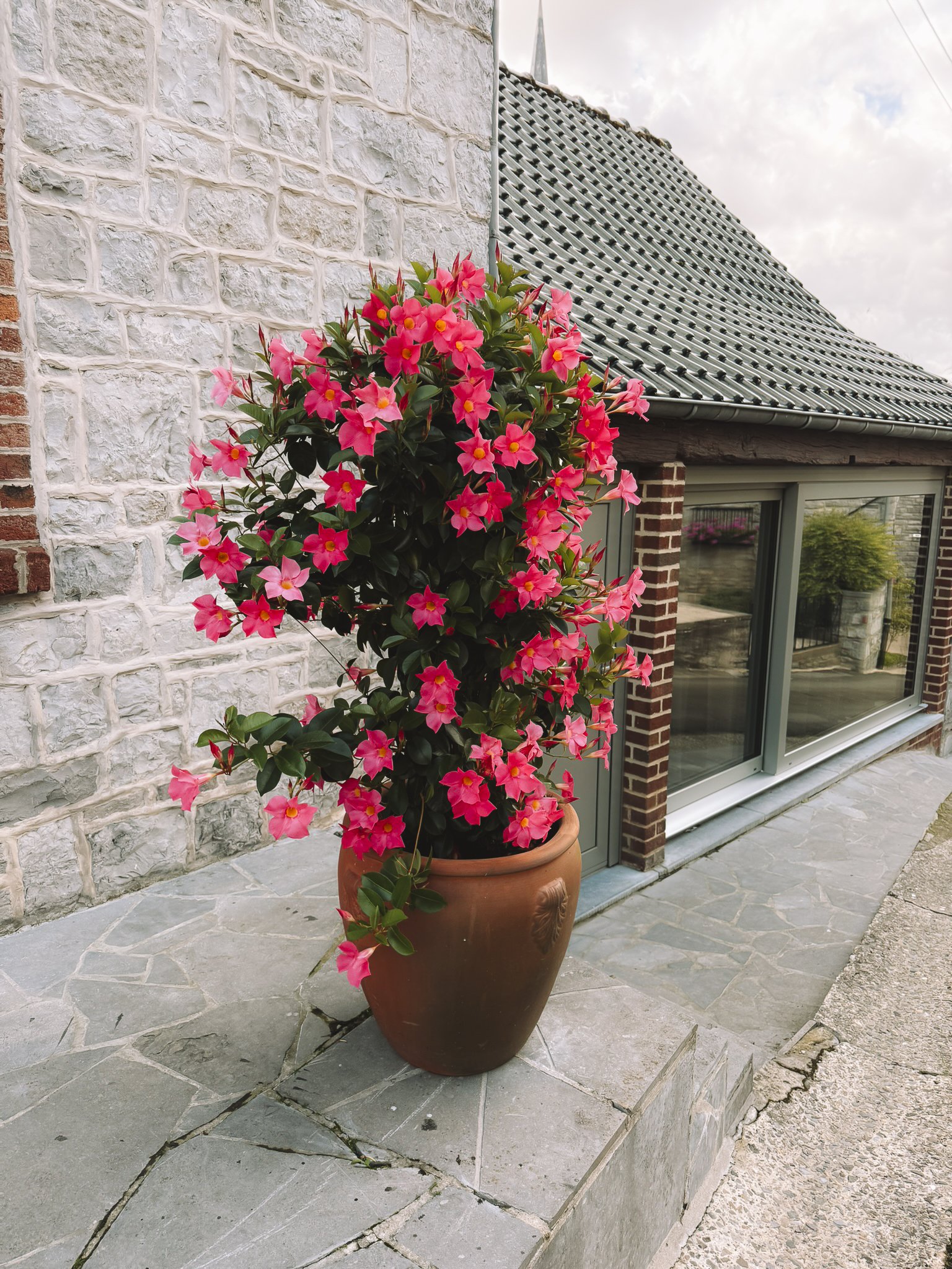 Een grote terracotta pot met een bloeiende roze en roodkleurige struik naast het vakantiehuis.