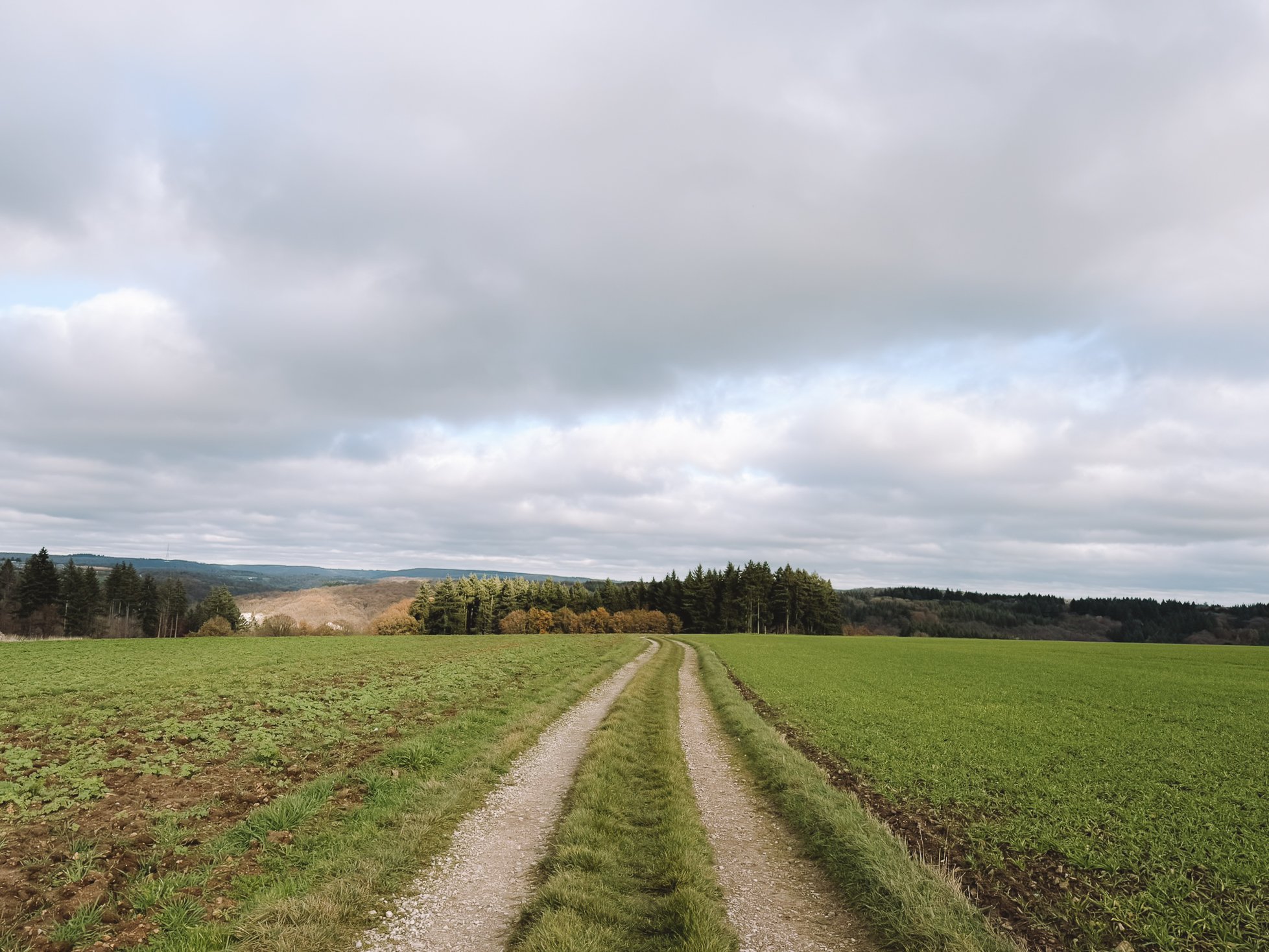 Een landweg met een bos in de achtergrond onder een bewolkte lucht.