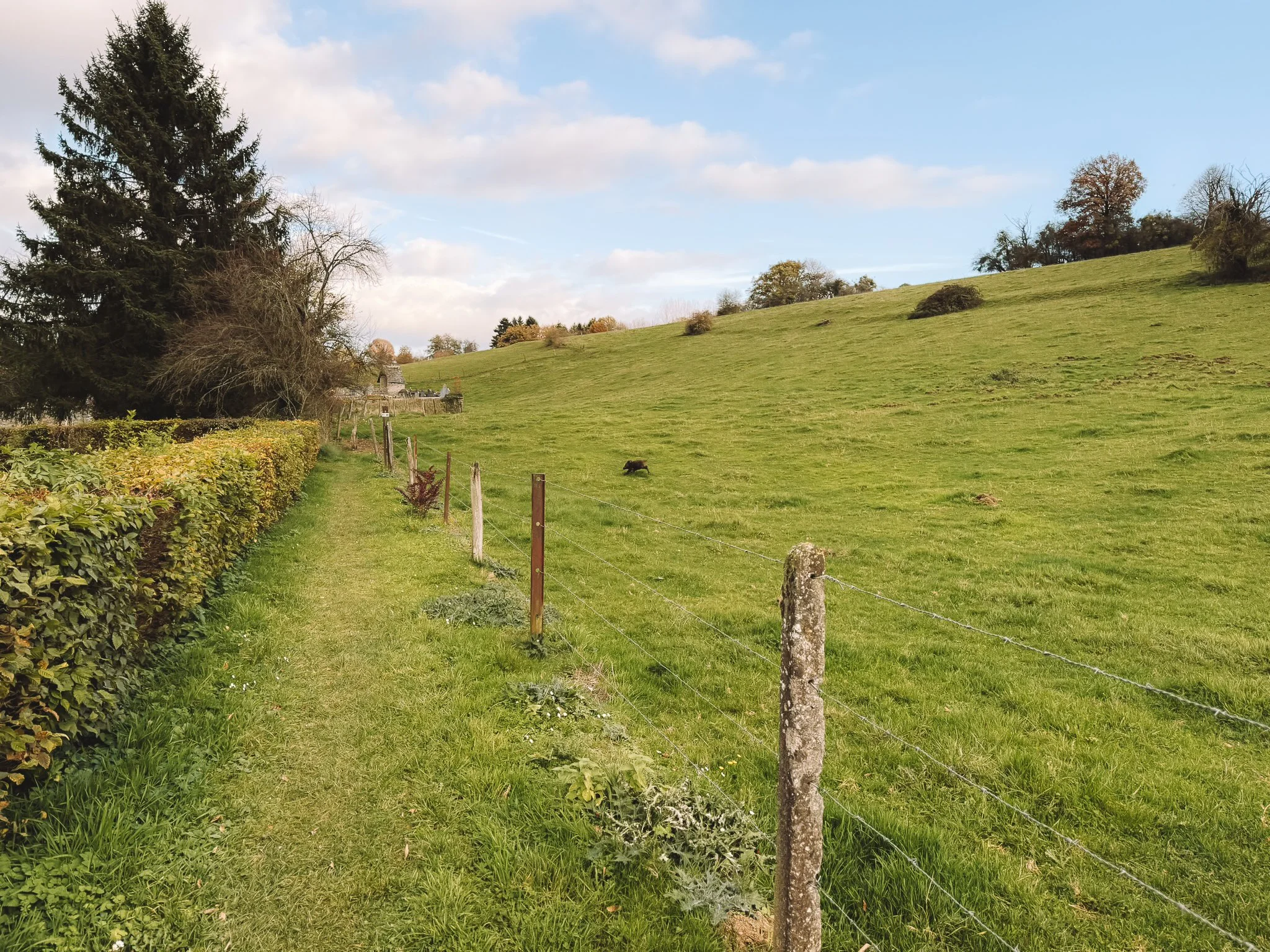 Een landweg met gras en hek langs een groene weide met enkele koeien op het platteland.