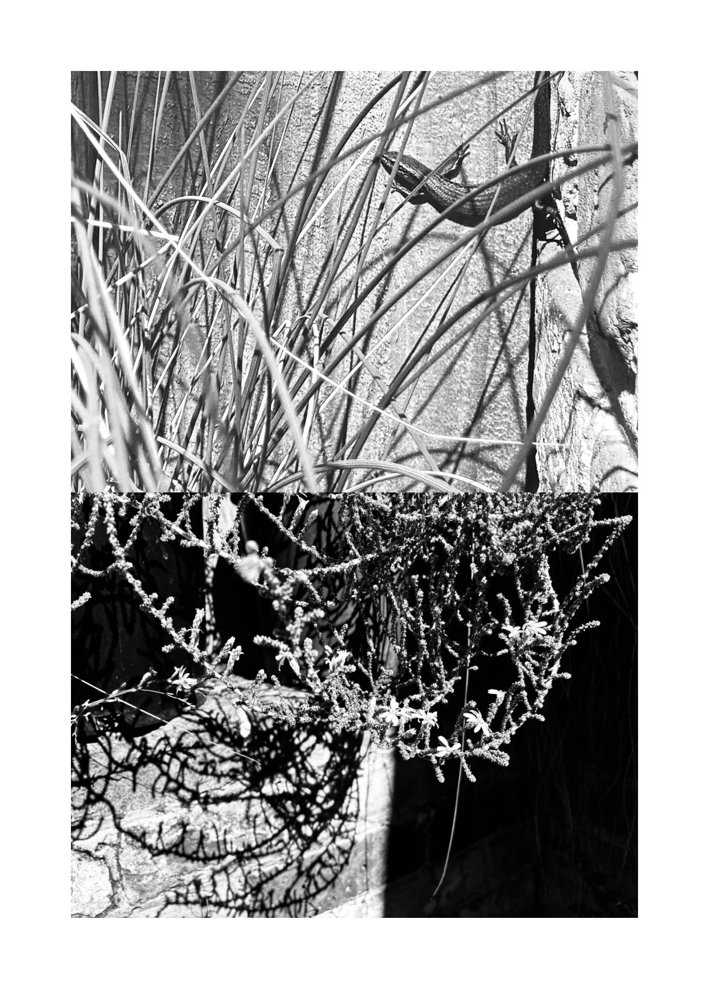 Untitled design 2.JPG