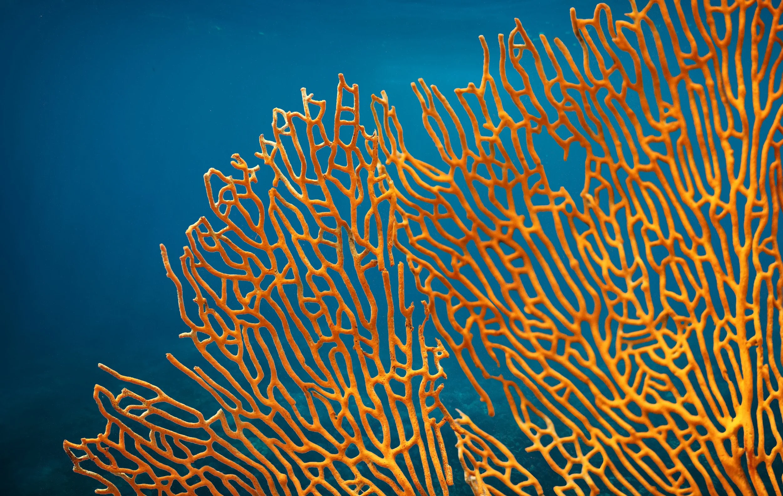 Underwater scene with coral reef and a school of colorful tropical fish, sunlight streaming through the water.