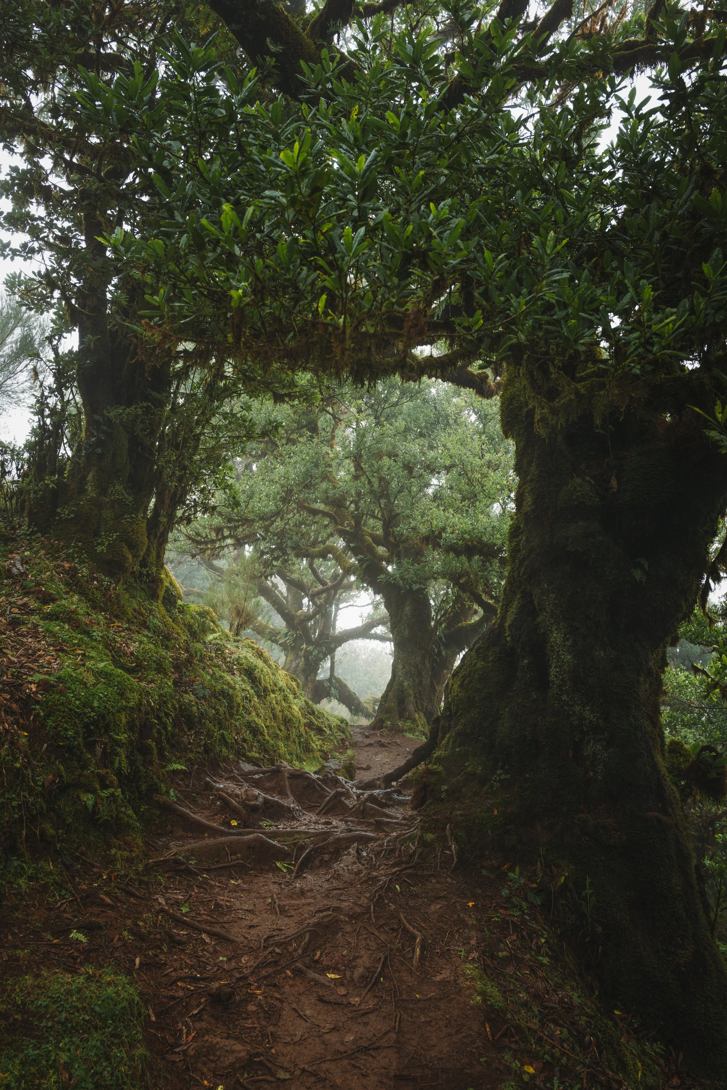 A foggy forest scene with moss-covered trees, tangled roots, and a dirt trail winding through the lush greenery.