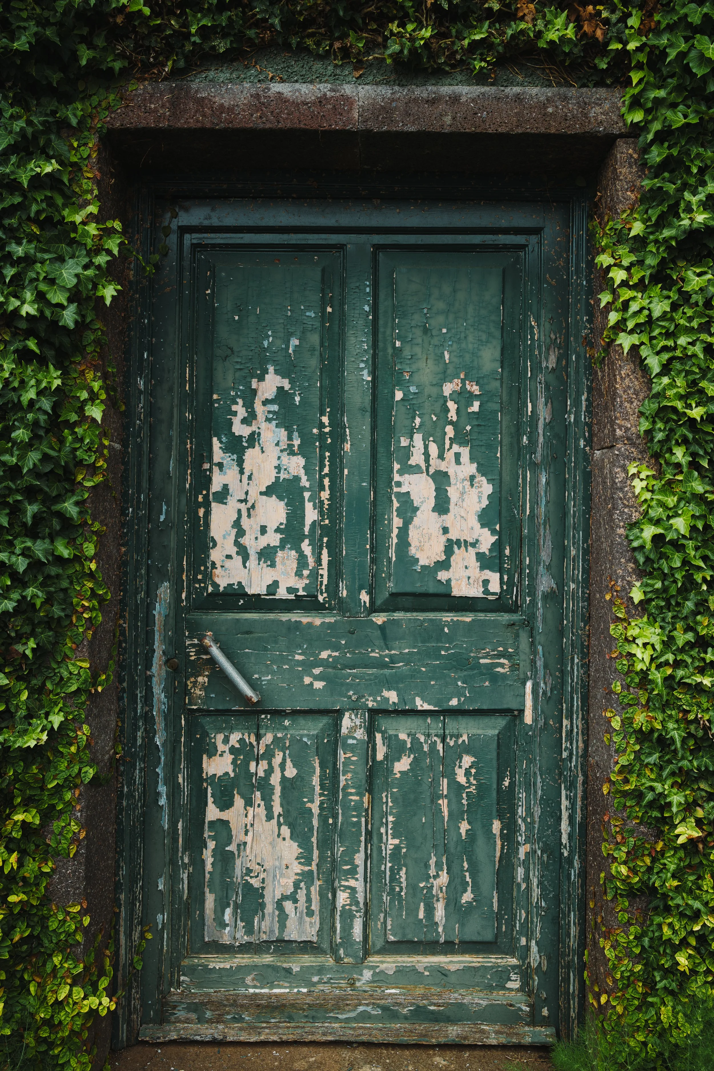 A weathered green wooden door with peeling paint, surrounded by lush green ivy on both sides.