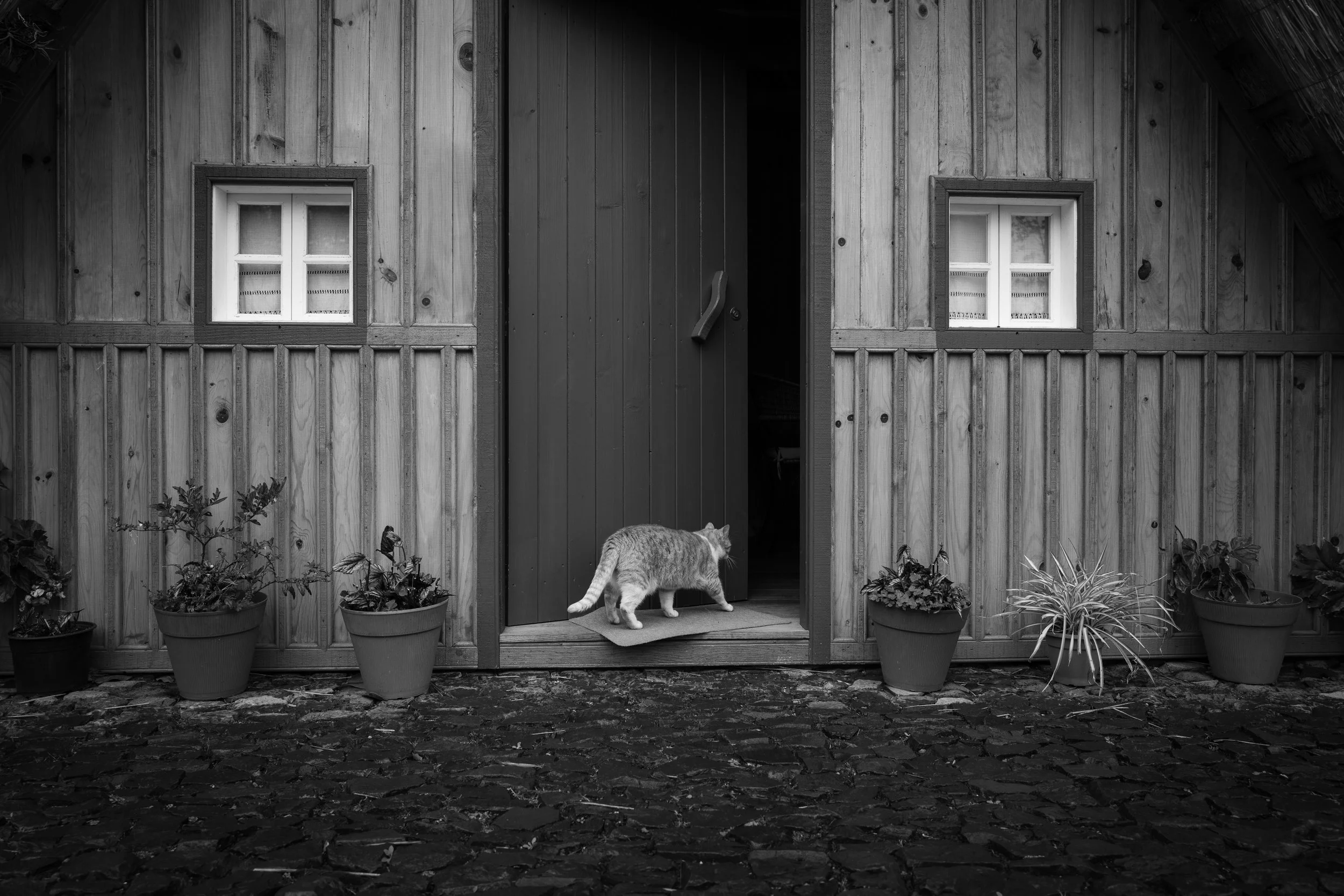 A cat walking out of a wooden shed with potted plants on either side of the entrance