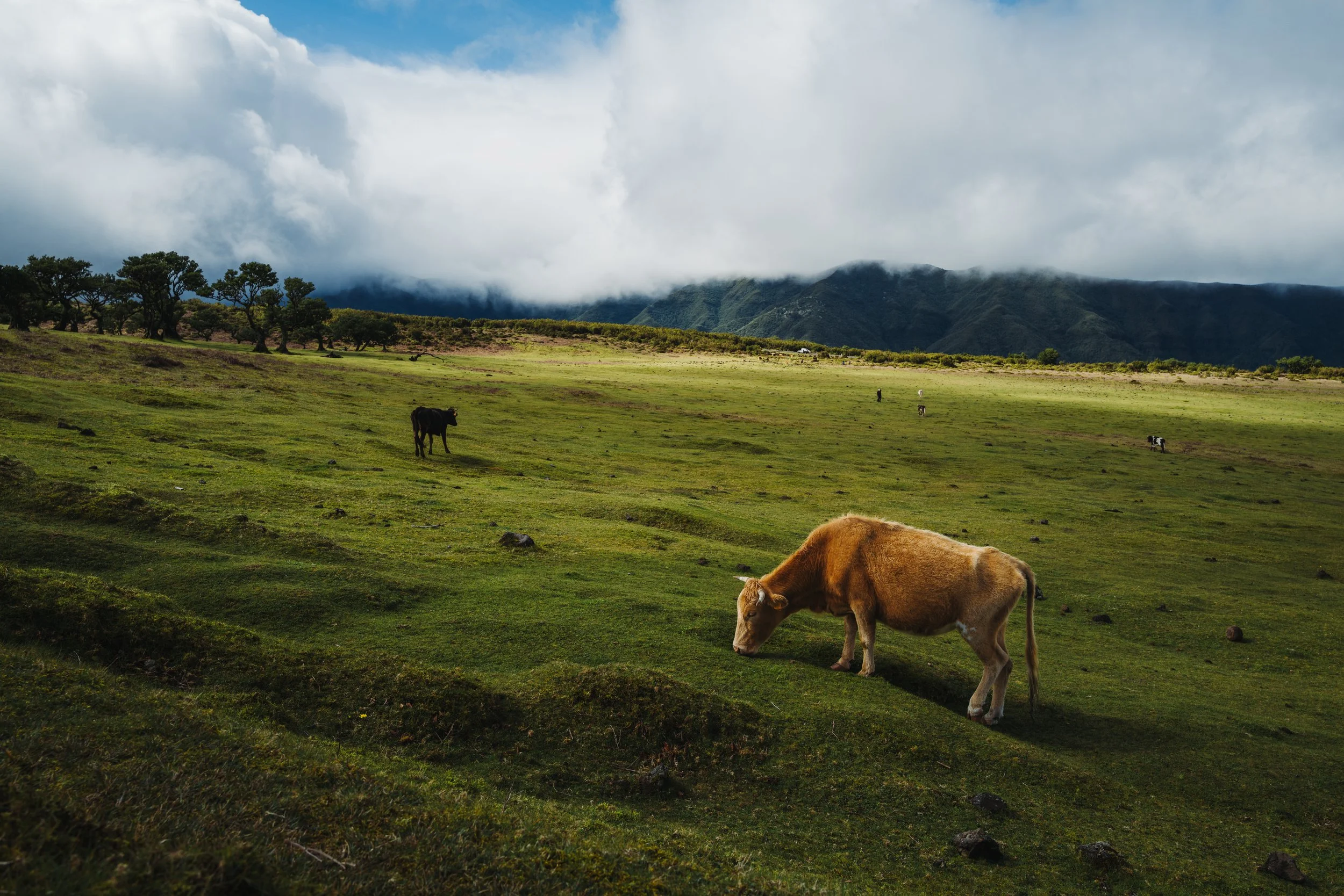 Kuh auf grüner Wiese mit blauem Himmel