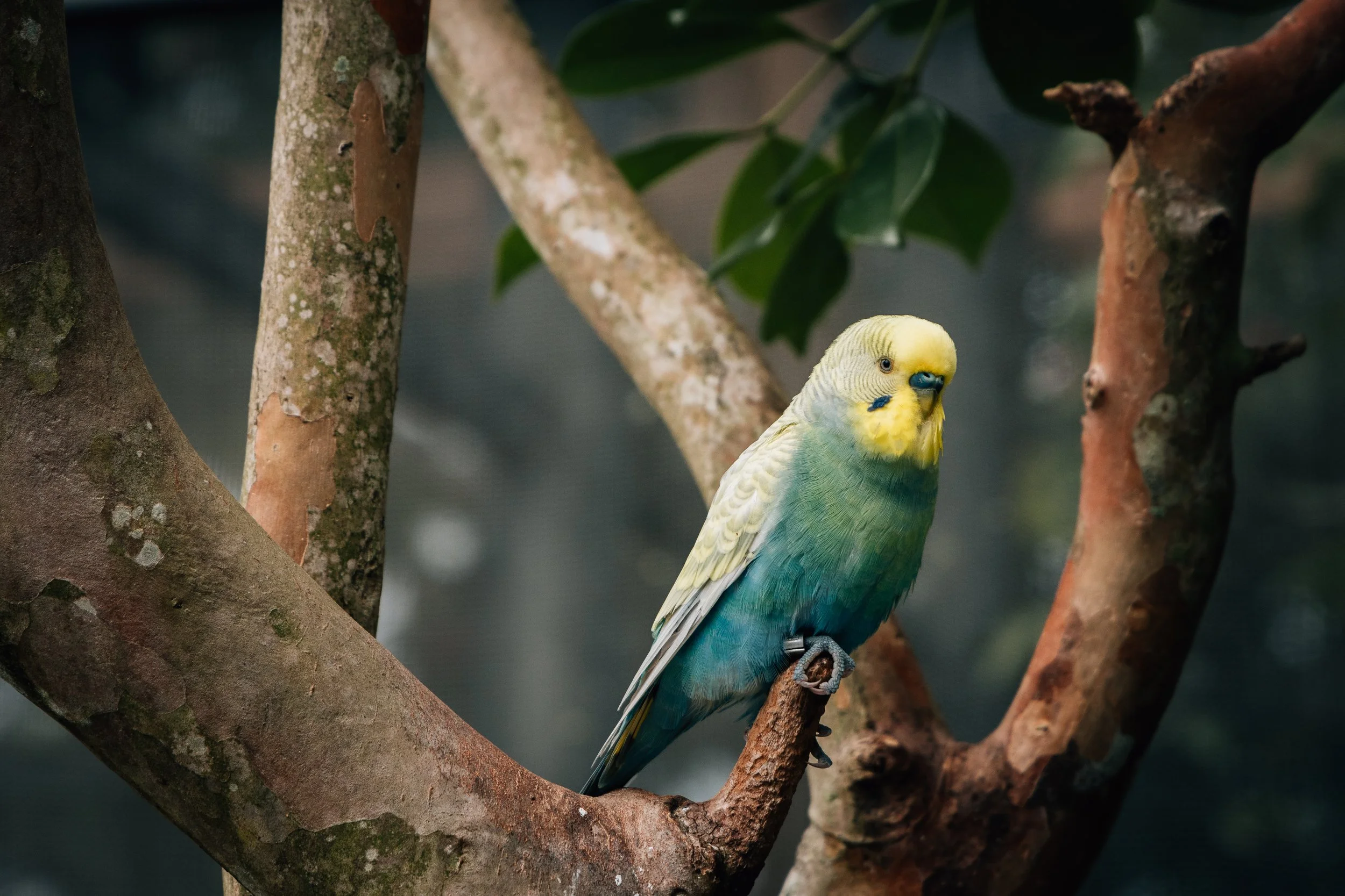 A colorful budgerigar perched on a tree branch, with green, yellow, and blue feathers, surrounded by tree branches and green leaves.