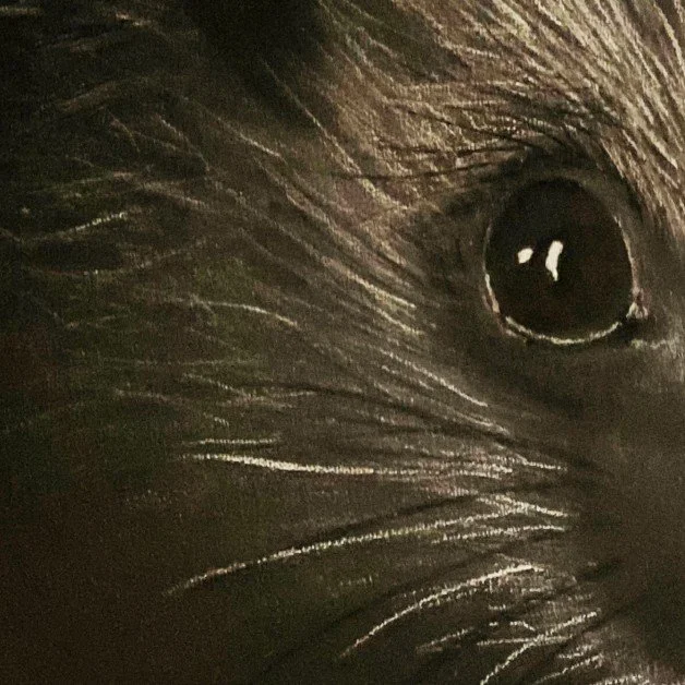 nocturnal tiptoe.jpg