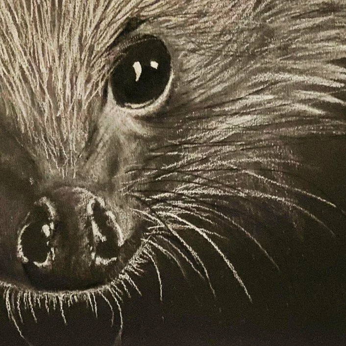 nocturnal tiptoe(1).jpg