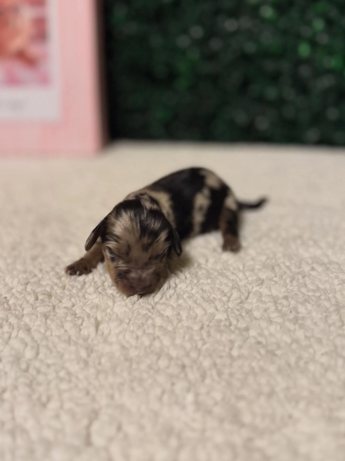 Silver dapple longhaired male ***RESERVED***