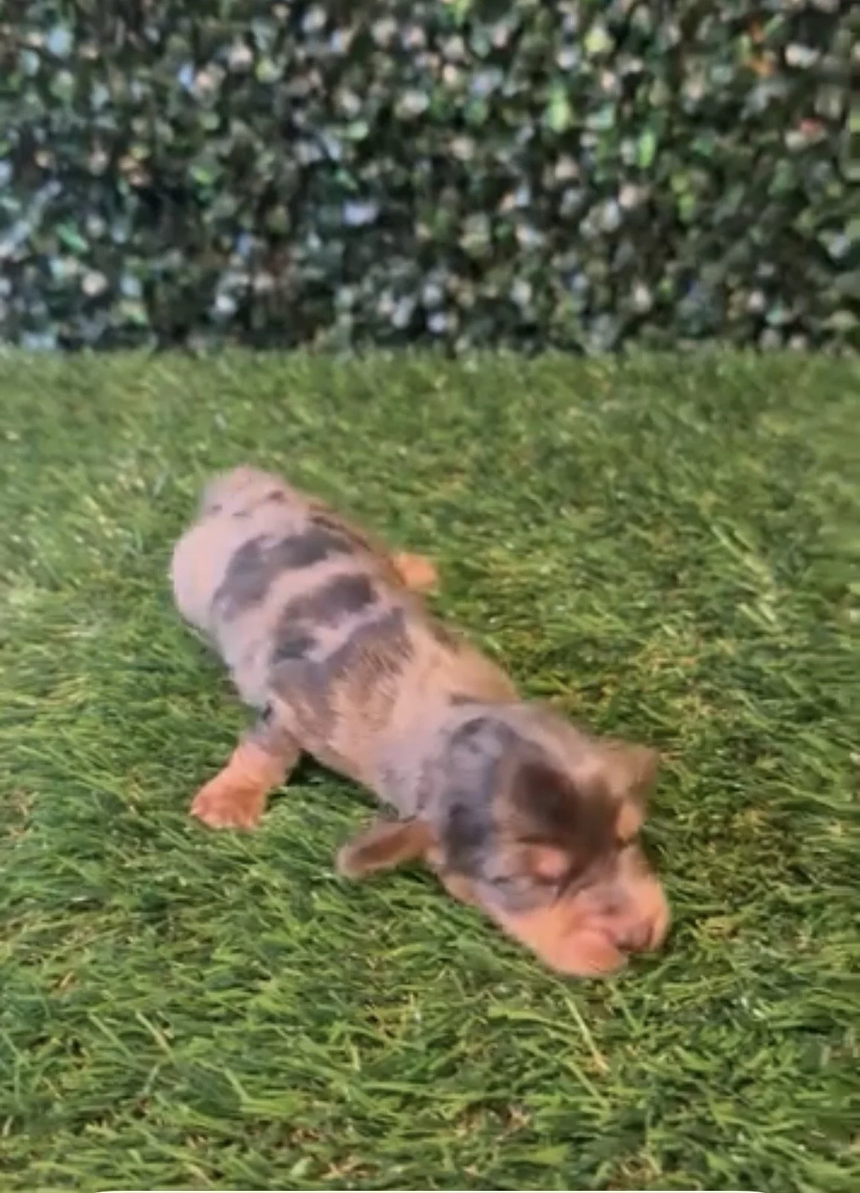 Longhaired Silver dapple female***AVAILABLE***(Precious and shorty)