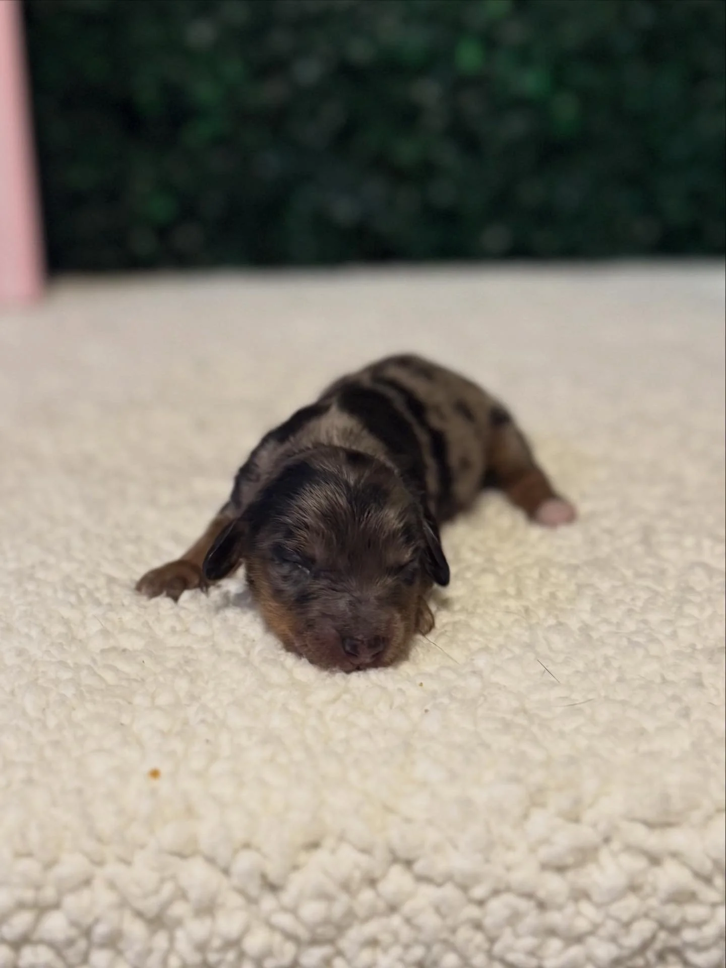 Silver dapple female***RESERVED***