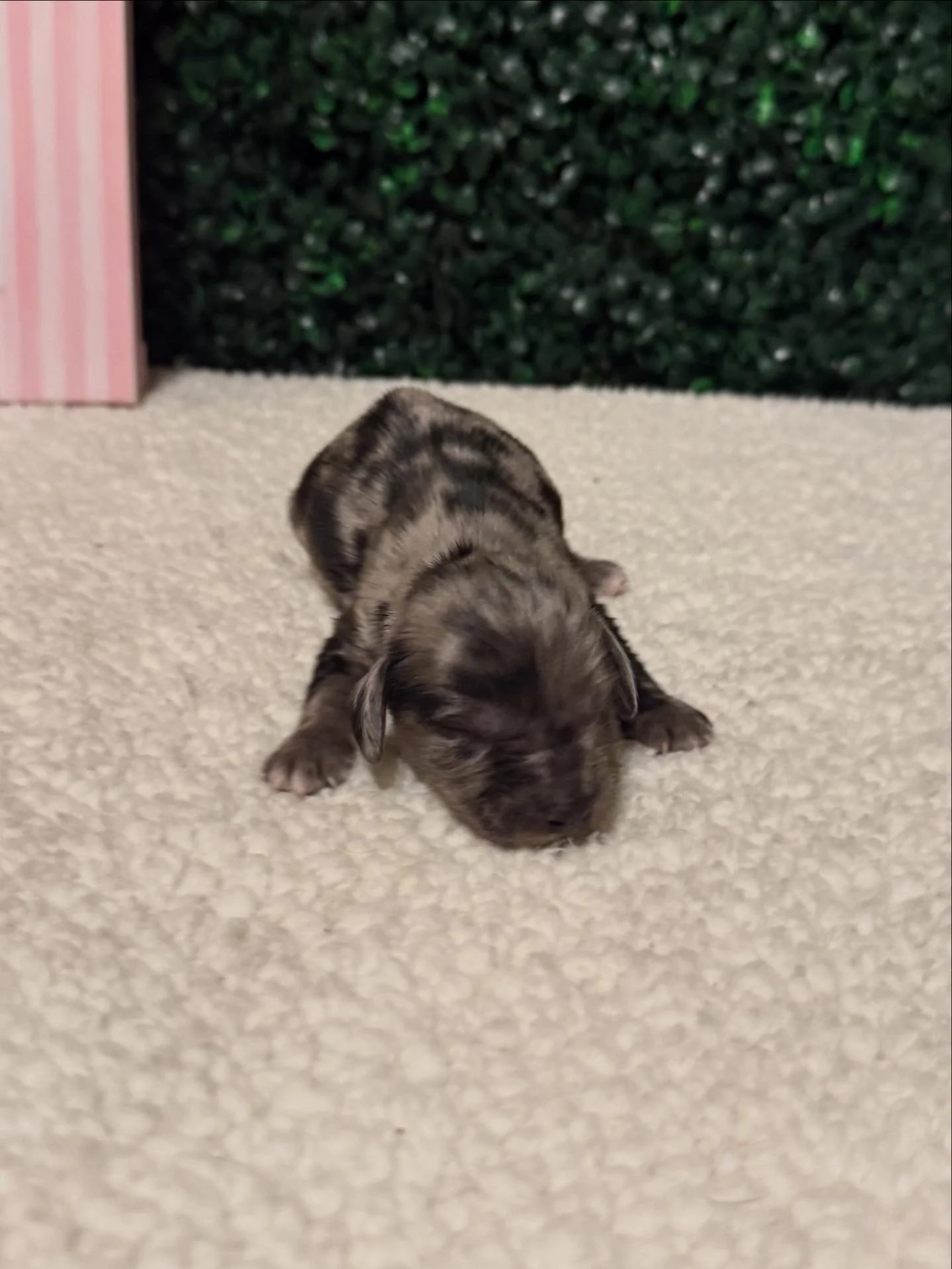 Silver dapple longhaired male ***RESERVED***