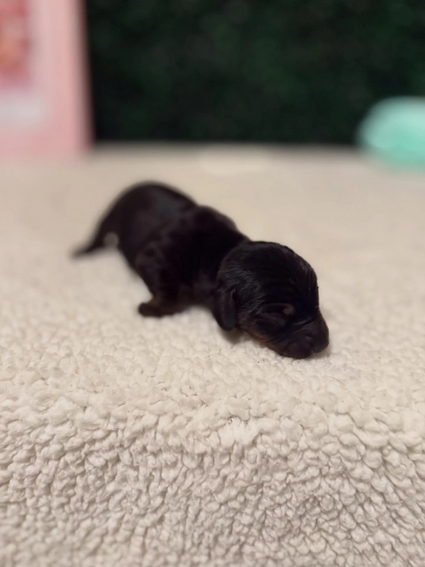 Black and tan shorthaired male ***RESERVED***