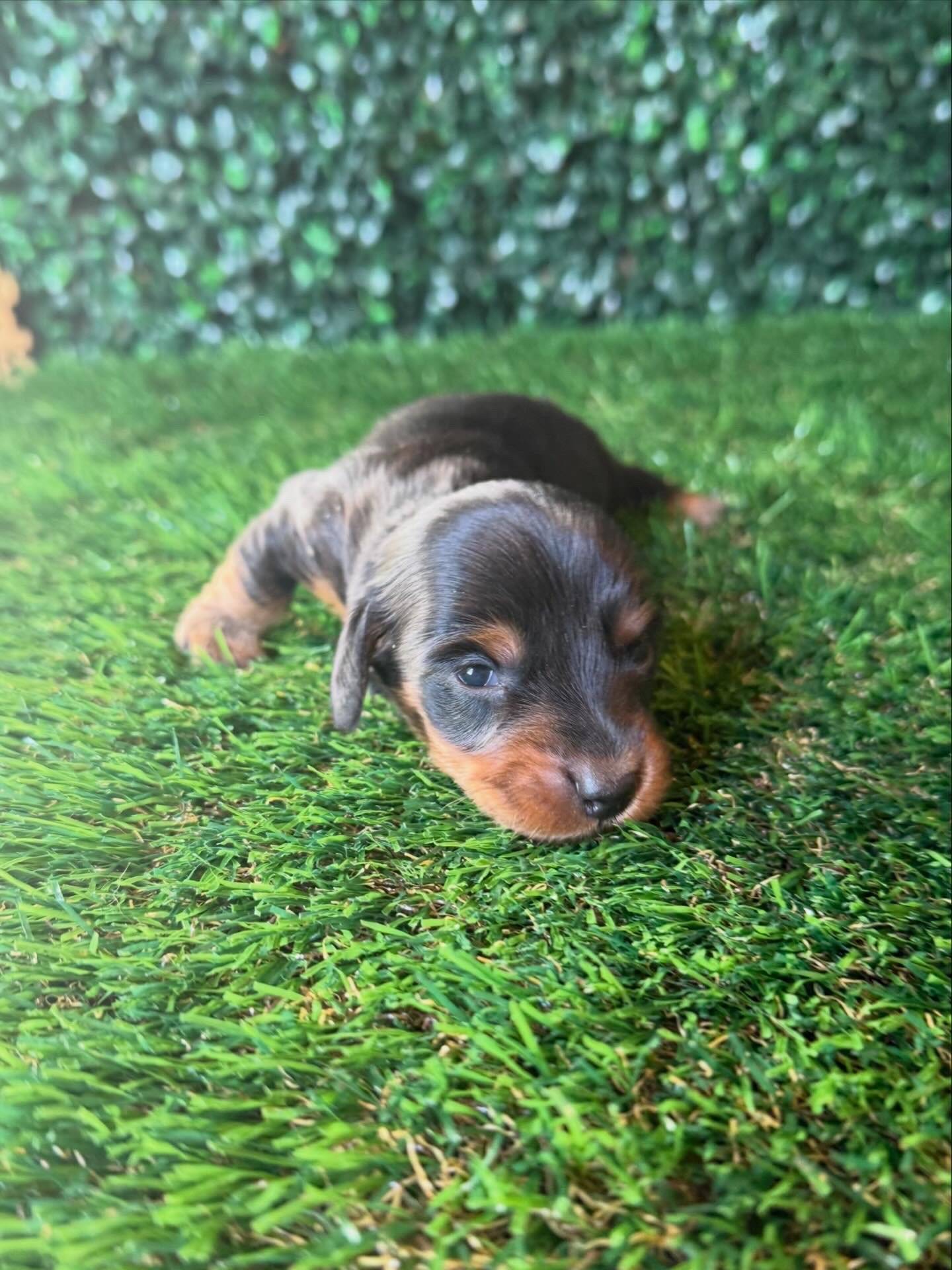 Black and tan longhaired male ***RESERVED*** Chiquita and Pee Wee