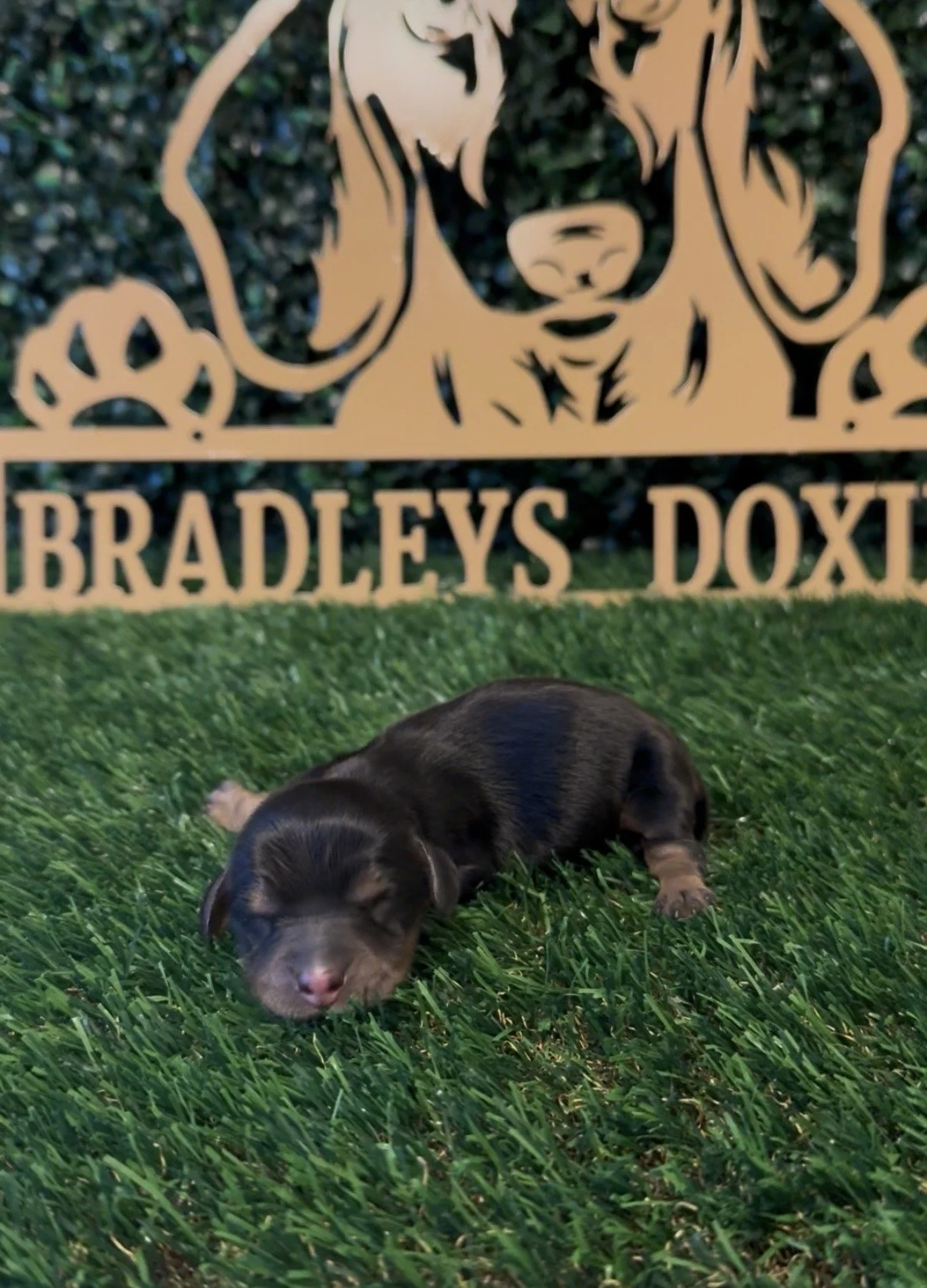 Black and tan longhaired male ***AVAILABLE***(Bonnie and pee wee