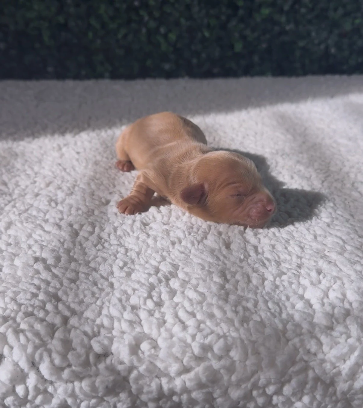 Longhaired male ***RESERVED***