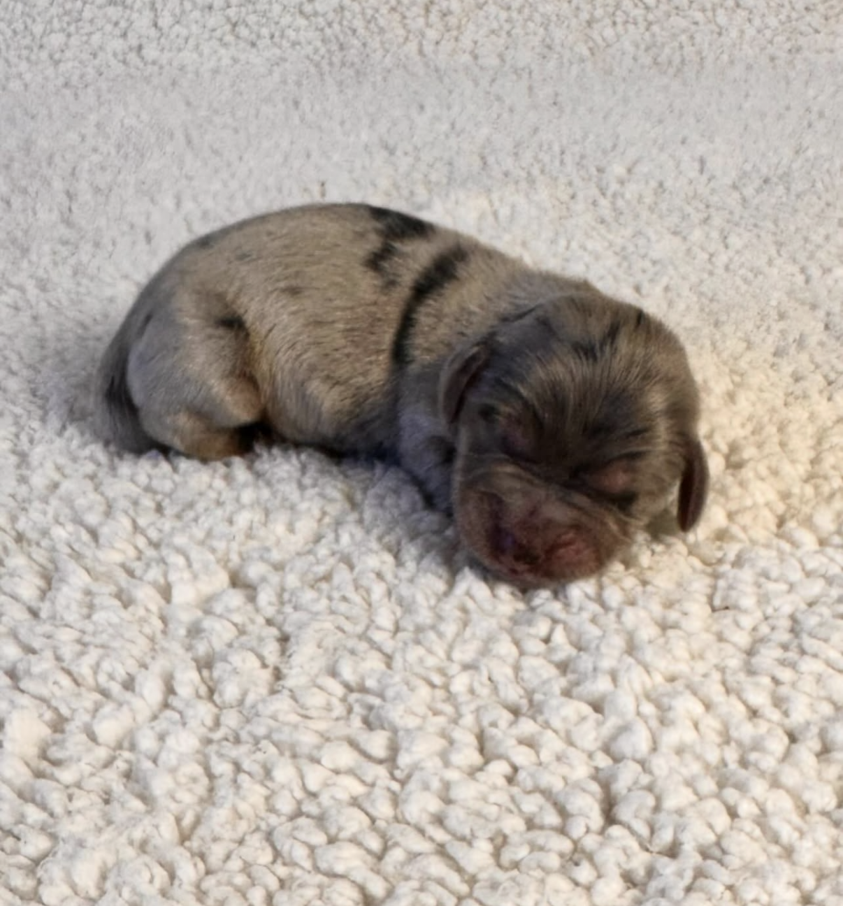 past puppy 5.png