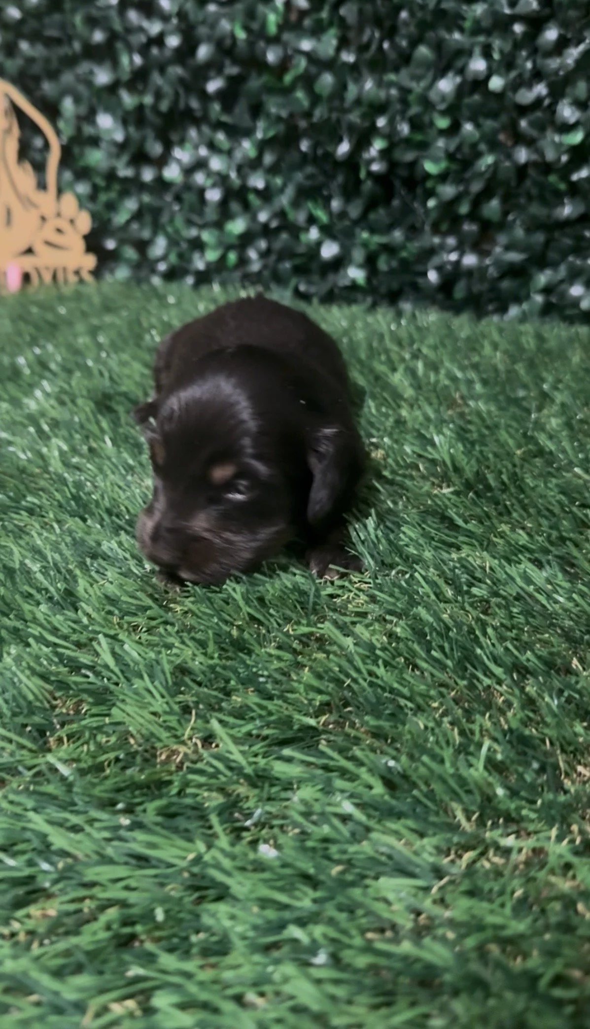 Black and tan longhaired male ***AVAILABLE***(Chiquita and pee wee