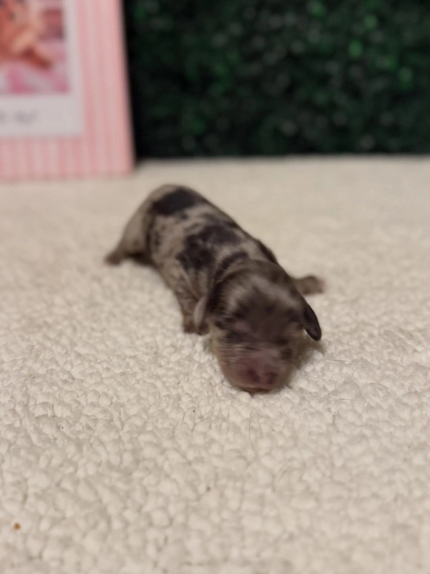 Silver dapple longhaired male ***RESERVED***