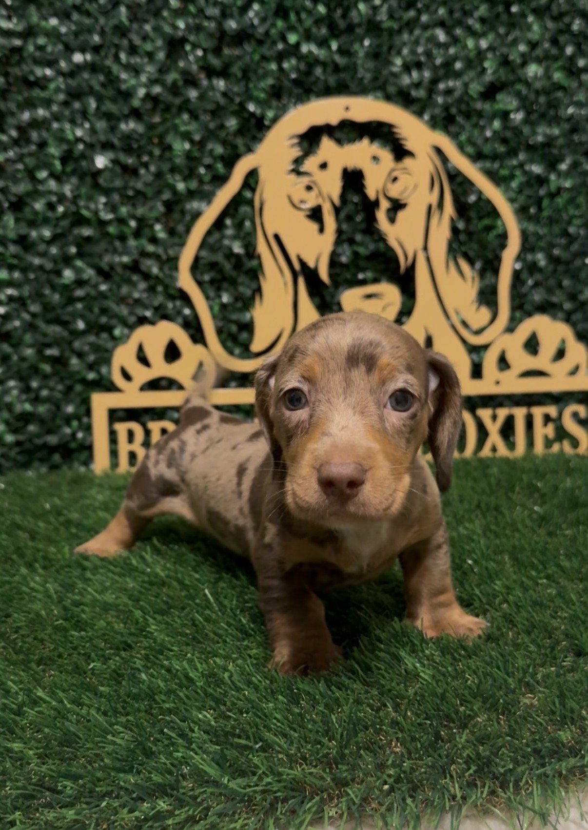 short haired chocolate dapple male with blue eyes***AVAILABLE***
