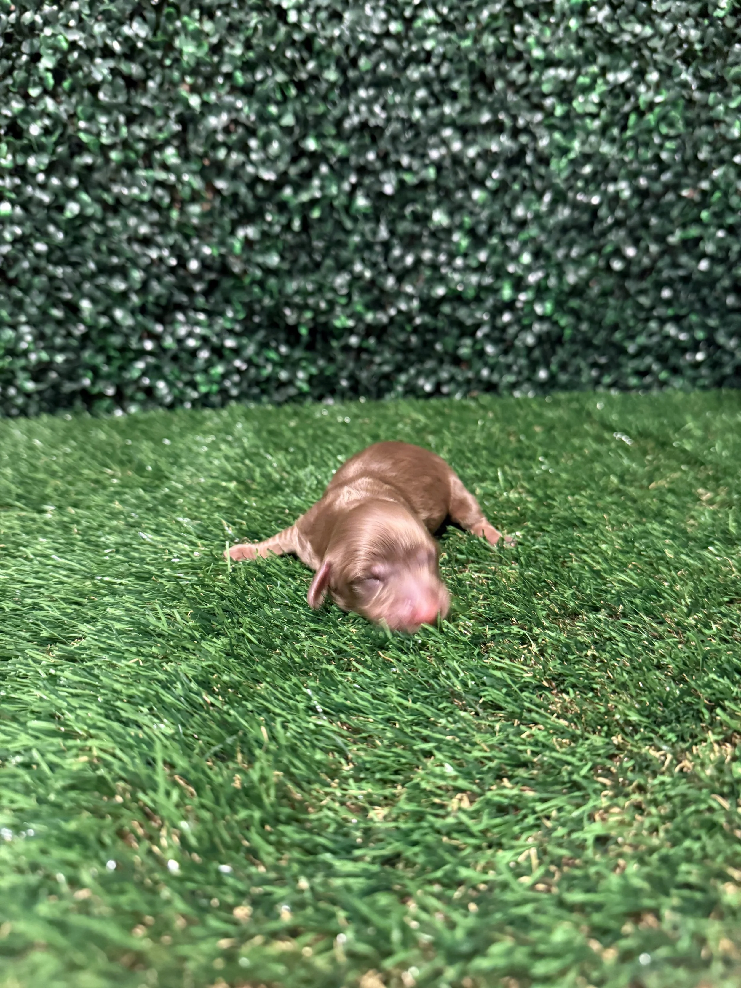 Chocolate longhaired female ***RESERVED*** (Cocoa and pee wee)